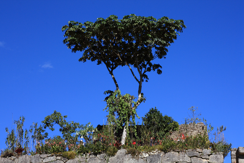 598-Machupicchu,11 luglio 2013