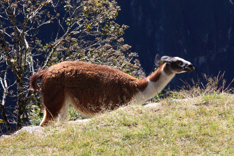 612-Machupicchu,11 luglio 2013