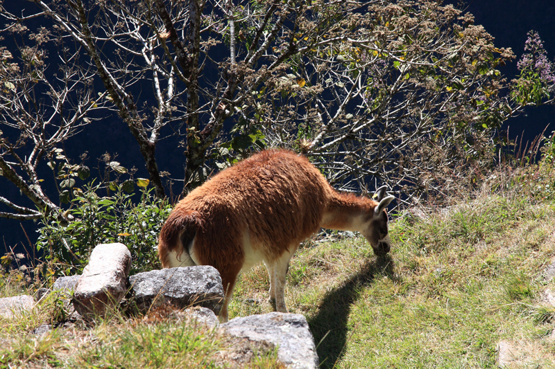 613-Machupicchu,11 luglio 2013