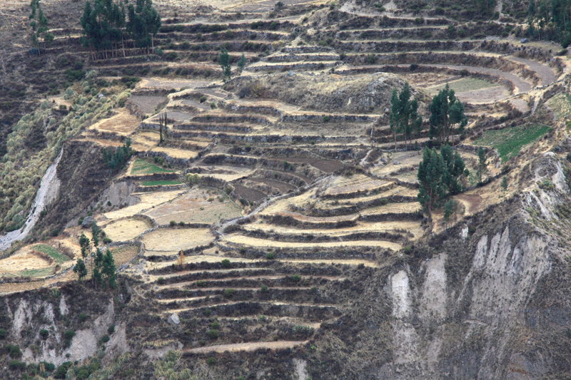 903-Canyon del Colca,15 luglio 2013