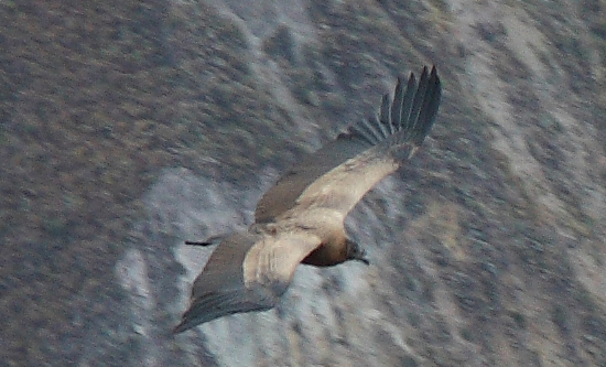 912-Cruz del condor,15 luglio 2013