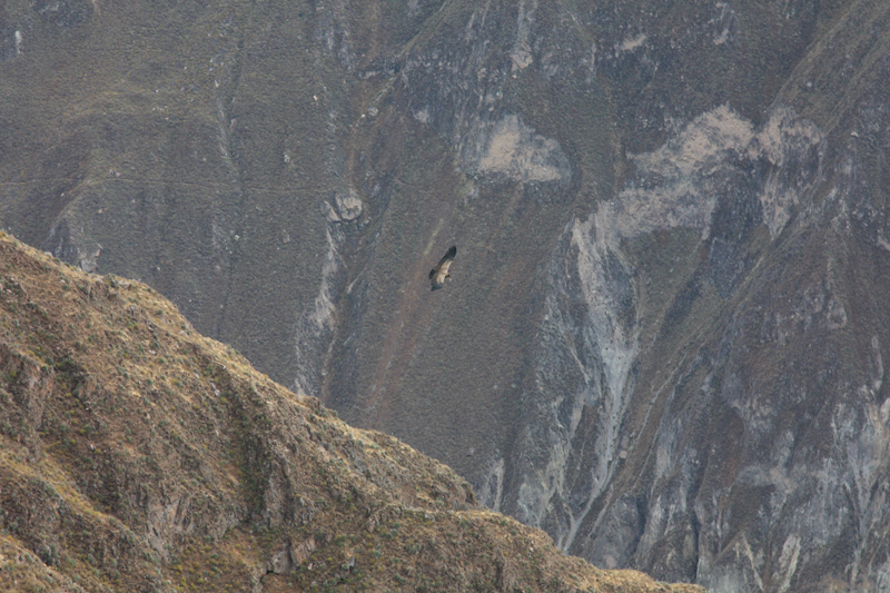 914-Cruz del condor,15 luglio 2013