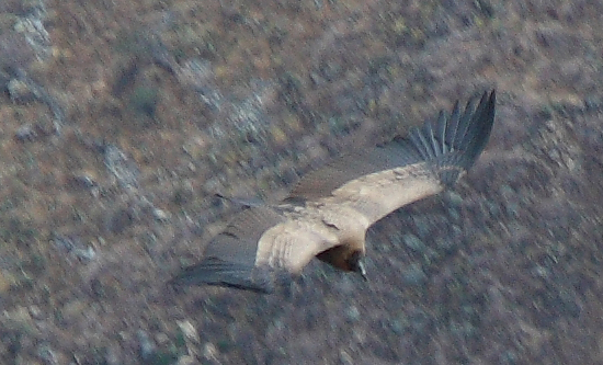 917-Cruz del condor,15 luglio 2013