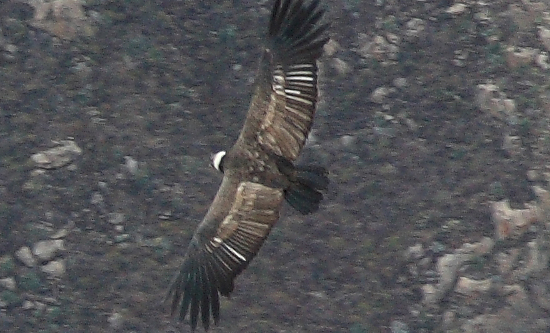 923-Cruz del condor,15 luglio 2013