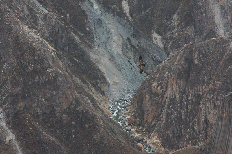 925-Cruz del condor,15 luglio 2013