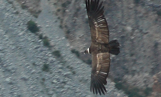 926-Cruz del condor,15 luglio 2013