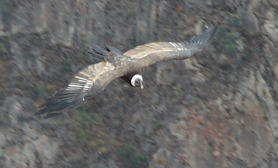 928-Cruz del condor,15 luglio 2013