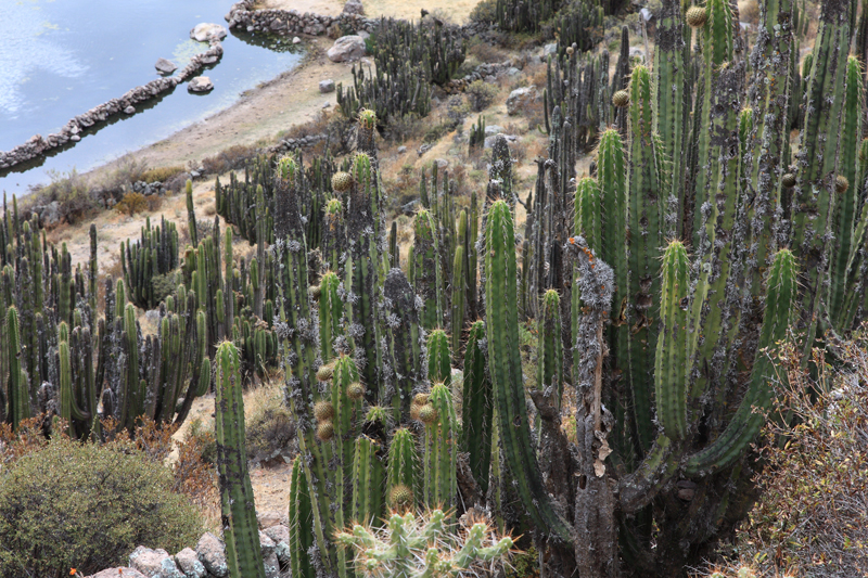 933-Canyon del Colca,15 luglio 2013