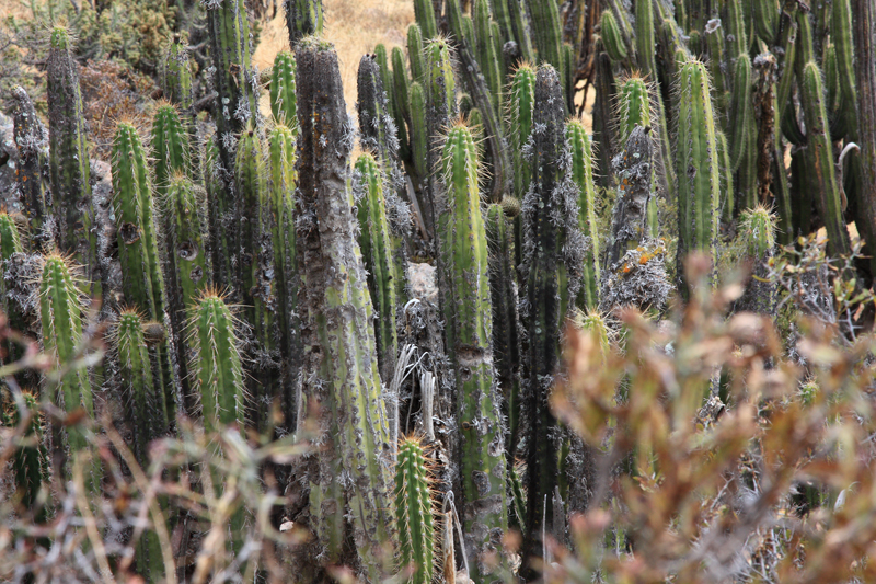 934-Canyon del Colca,15 luglio 2013