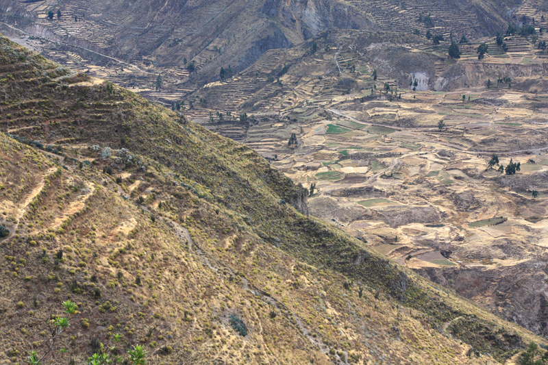 937-Canyon del Colca,15 luglio 2013