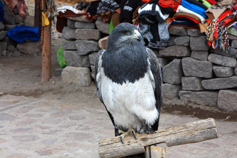 952-Canyon del Colca,Maca,15 luglio 2013